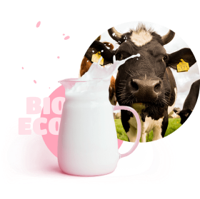 pitcher of milk and cow